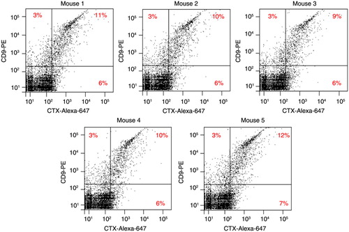 Fig. 3.  FAVS analysis of human CD9+/EGFR+ exosomes in plasma from mice bearing DiFi tumour xenografts. Athymic nude mice were injected subcutaneously with 5×106 DiFi cells. When tumours reached 800 mm3 in volume, mice were sacrificed, blood collected and exosomes purified from plasma. Each dot plot represents fluorescent intensities of 10,000 total events from plasma exosomes isolated from individual mice and subjected to FAVS analysis using antibodies specific for human CD9 (y-axis) and EGFR (CTX) (x-axis). Exosomes were stained with anti-CD9 antibody, washed repeatedly and then stained with a secondary antibody labelled with R-PE. Following additional washes, exosomes were stained with CTX directly conjugated with Alexa-647, washed and analysed. Percentages of gated populations are shown.