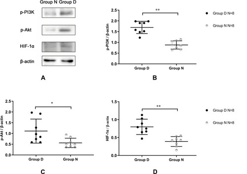 Figure 6 DEX promoted the expressions of p-PI3K, p-Akt, and HIF-1α.