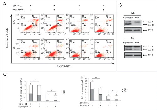 Figure 7. Apoptosis can be decreased by enhancing autophagy in GD-SH-01-infected cells. Cells pretreated with rapamycin or the corresponding solvent were infected with GD-SH-01, negative controls were not infected. (A) Flow cytometry of ANXA5-FITC and PI staining as a measure for apoptosis of SK and NA cells. (B) LC3-I to LC3-II conversion in SK (50 nM) and NA (10 nM) cells treated with rapamycin. (C) Cells in early apoptosis and dead cells. Mean ± SD of 3 independent experiments. Mean ± SD of 3 independent experiments. Two-way ANOVA: **, P < 0.01; #, P > 0.05. (Grouping of images of western blotting from different parts of the same gel.)