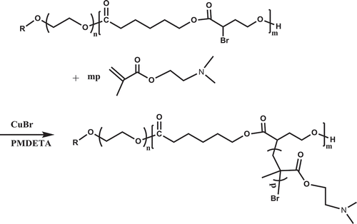 Scheme 2. Synthesis of PEGCB-g-PDMAEMA graft copolymers by ATRP.