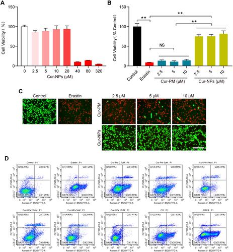 Figure 8 Erastin-induced HT22 cell viability following Cur-NP and Cur-PM treatment. (A) An MTT assay was used to assess the viability of cells treated with different Cur-NP concentrations. (B) Cells subjected to the indicated treatments were used for an MTT assay. (C) Cells subjected to the indicated treatments underwent Live/dead staining. (D) Flow cytometry dot plots of Annexin V-FITC/PI double staining for the cell apoptosis detection. (Cur-PM, a physical mixture of PVP K90 and Cur). **Indicates P < 0.01.