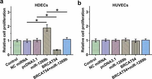 Figure 4. The role of BRCAT54 and miR-1269b in mediating the proliferation of both HDECs and HUVECs.