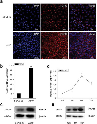 Figure 1. The expression levels of FGF13 were significantly elevated in A549 cells, which might be benefit the cancer cells. (a) The localization of FGF13 was analyzed by confocal laser scanning microscope in A549 cells, and siFGF13 as negative controls. (b) Relative mRNA expression and (c) protein levels of FGF13 were detected in BEAS-2B and A549 cells, respectively. (d) The mRNA expression level and (e) protein levels of FGF13 were checked during A549 cells proliferation. Results are presented as mean± S. E. M. n = 3. *P < .05, ** P < .01, *** P < .001