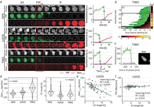 Figure 6. Variable APCCdh1 reporter accumulation relative to the start of S phase in different cell lines. a) (Left) Micrographs of a single representative cell of RPE-hTert, U2OS, and T98G cells expressing PIP-FUCCI and mTurq2-PCNA; the red rectangle marks the frame of PIPmid. (Right) Quantification of PIP-FUCCI reporter intensities in the cells shown at left. PIPmax, PIPmid, PIPmin, and Gemrise are indicated by circles. Delay of Gemrise relative to both PIPmid is defined as “Gem1-110 lag”, and is an indicator of the relative timing of APCCdh1 inactivation and S phase onset. b) Heat map of the signal intensity values of PIP-mVenus (green) and Geminin1-110 (red) in asynchronously growing T98G cells before EdU labeling in the final 30 minutes. EdU intensity value (right, logarithmic scale) of the individual cells. White dots indicate the points of degradation and re-accumulation of PIP-mVenus. c) PIP-FUCCI signals from a single T98G cell before EdU labeling in early S phase. Cells were labelled with EdU for the final 30 minutes of the experiment. d) (Left) Quantification of the mean Gem1-110 lag in untreated, asynchronous RPE-hTert (n = 56), U2OS (n = 120), and T98G cells (n = 51). Gemrise that precedes S phase onset has a negative value. (Right) Distributions of G1 length in different cell lines as measured by PIP-mVenus dynamics (RPE-hTert n = 56, U2OS n = 120, T98G n = 51). e) Correlation between G1 length and Gem1-110 lag in untreated asynchronous U2OS cells (n = 120). f) Correlation between G1 length and PIP-mVenus S phase offset in U2OS cells (n = 120).