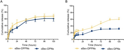 Figure 4 (A) In vitro release of dexamethasone from the eBev-DPPNs and cBev-DPNs; (B) In vitro release of bevacizumab from the eBev-DPPNs and cBev-DPNs. Data are expressed as mean ± SD, n = 3.Abbreviations: eBev-DPPNs, electrostatically-conjugated bevacizumab-bearing DPPNs; cBev-DPNs, chemically-conjugated bevacizumab-bearing DPNs.
