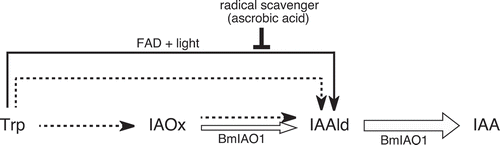 Figure 4. Summary of the IAA production system in B. mori. Open arrows, enzymatic conversion by BmIAO1; solid arrow, nonenzymatic conversion by BmIAO1; dotted arrows, conversion by unidentified enzymes present in the crude silk-gland extract.