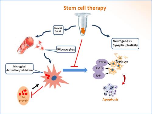 Figure 3 Stem cell therapy induces the inhibition of neuroinflammation and recruitment of peripheral blood monocytes. The transplantation of stem cells leads to the secretion of the autocrine and paracrine factors, which recruits peripheral blood monocytes into the lesion of Alzheimer’s disease. The activated monocytes can accelerate the elimination of aberrant Aβ proteins. Recruited monocytes may facilitate microglial M1/M2 polarization. Neuroinflammation can be inhibited by transplanted stem cells. Immunoregulation participates in functional reconstruction through dynamic remodeling.