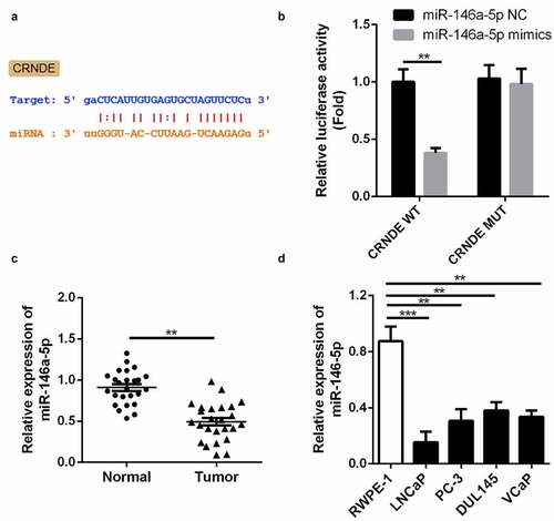 Figure 2. miR-146a-5p is a target of lncRNA CRNDE. (a) The predicted lncRNA CRNDE binding site in the miR-146a-5p 3ʹ-UTR . (b) Relative luciferase activity of cells after co-transfection with wild type (WT) or mutant (Mut) lncRNA CRNDE 3′-UTR reporter genes and miR-146a-5p mimics. (d) miR-146a-5p was up-regulated in PC tissues. (D) miR-146a-5p was up-regulated in all 4 PC cells in comparison with the RWPE-1 cells. **p < 0.01, ***p < 0.001. Each cell experiment was repeated for 3 times