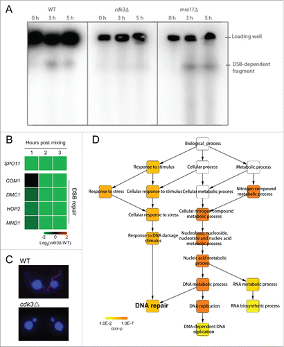 Figure 3. DSB formation and repair are inhibited in Cdk3 deficient cells. (A) Detection of DSBs. Pulse field gel electrophoresis was used to separate the genomic DNA and a MIC specific southern probe was used to detect DSBs. (B) Downregulation of genes related to DSB formation and repair in cdk3Δ cells. (C) γ-H2A.X staining of WT and cdk3Δ cells. (D) GO enrichment of downregulated DEGs at 3 h post mixing. Color bar, corrected probability value (corr-p) of significance of enrichment.Citation49