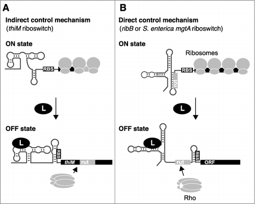 Figure 2. Indirect and direct control mechanisms used to regulate mRNA levels. A) The indirect control mechanism primarily relies on the modulation of translation initiation. Upon translation inhibition, a rut becomes accessible to Rho binding, leading to transcription termination. B) The direct control mechanism is performed by directly modulating the access of rut, which is dictated by ligand-dependent riboswitch conformational changes. Both indirect and direct control mechanisms rely on the inhibition of ribosome binding to the RBS in the ligand-bound state.