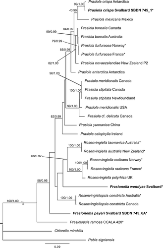 Fig. 2. Phylogram inferred from Maximum Likelihood analysis of the concatenated rbcL-tufA dataset of Prasiolales with ML bootstrap support (BP) and Bayesian posterior probabilities (PP) indicated at the nodes. BP values lower than 60% and PP lower than 0.9 are not reported. Samples from Svalbard are marked in bold; asterisks indicate new sequences generated in this study.