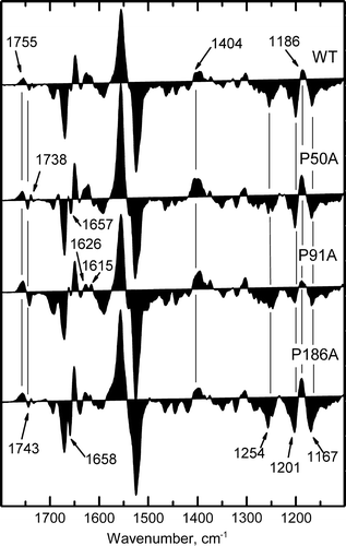 Figure 7.  Fourier transform infrared difference spectra corresponding to N intermediate state minus the BR resting state. Spectra for WT, P50A, P91A and P186A were collected under N-yielding conditions (150 mM KCl, wet film, pH 10, 277 K). Spectra shown are the addition of 1050 interferograms taken at a resolution of 2 cm−1.