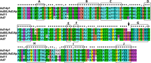 Fig. 5 Amino-acid sequence alignment of the fiber knobs from several HAdV species B.“*”, conserved amino acid; “.”, either size or hydropathy is conserved; and “:”, both size and hydropathy are conserved. Gaps used to optimize alignments are indicated by dashes. Beta sheets a–j present in the knobs are indicated by rectangles. The deletion of two amino acid residues (251KE252) within the F-G loop of the HAdV14p1 fiber knob is indicated by an arrow