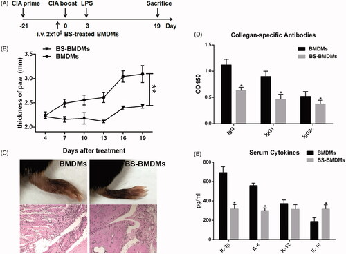 Figure 3. BS-treated BMDMs alleviated collagen-induced arthritis in mice. The CIA was induced as above described. (A) Timeline of animal experiment. 2 × 106 BS-BMDMs or control BMDMs were transferred through tail vein at day −1. (B) The swelling of hind paw was measured every 3 d using a Vernier caliper. (C) The H&E staining of hind paws. (D) The collagen-specific IgG, IgG1 and IgG2c antibodies were detected by ELISA at a 1:100 dilution of serum. (E) The levels of serum IL-1β, IL-6, IL-12 and IL-10 were measured by ELISA. Data were collected from two individual experiments, and shown as mean and SEM. N = 5. *p < 0.05 and **p < 0.01.