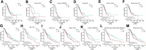 Figure 3 Kaplan–Meier curve for OS in LUAD and LUSC. (A) Kaplan–Meier analysis for ARL14 in LUAD; (B–F) Subgroup analysis for T3/T4, N1/N2/N3, M0, female, and R0 in LUAD. (G) Kaplan–Meier analysis for ARL14 in LUSC; (H–M) Subgroup analysis for age ≤65 years, smoker, T1/T2, N1/N2/N3, pathologic stage II/III/IV, and R0 in LUSC.