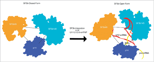 Figure 7. Molecular rulers of U12 snRNA-pre-mRNA interaction in closed and open forms. The three spatially juxtaposed proteins SF3b49, SF3b145 and p14 in SF3b complex are shown. The closed and open forms of these proteins were aligned with respect to the SF3b145 position. On comparing the distance between the centroid positions for these proteins in SF3b closed and open forms we observe that for SF3b49-SF3b145 it reduced from 74.8 Å to 70.5 Å, p14-SF3b49 it increased from 62.4 Å to 73.1 Å and for SF3b145-p14 it reduced from 61.9 Å to 50.3 Å. This shows significant differences in the arrangement of these proteins on U12 snRNA binding also stabilizing its interaction with pre-mRNA.