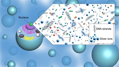 Figure 2 Damaged DNA strands due to silver ions in cell nucleus.Note: Nanosized silver releases silver ions, which interacts with DNA strands within the cellular nucleus, which results in DNA damage.