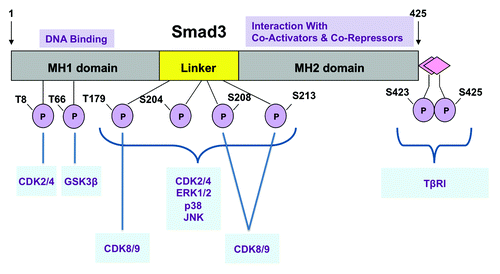 Figure 3. Smad3 phosphorylation sites. Smad3 is phosphorylated by TβRI at the C-terminus and by various cancer-associated kinases at indicated sites. The MH1 domain is responsible for DNA binding, while the MH2 domain mediates interactions with co-activators and co-repressors.