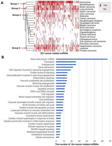 Figure 9. The landscape of ncRNAs dysregulation profile in 22 cancer types. (A) The hierarchical clustering heatmap classifies the 22 cancer types into four groups by using the 821 ncRNAs dysregulation status (Yes or No) profiles. (B) The top 30 common biological processes of the 77 ncRNAs dysregulation involved in cancer development.