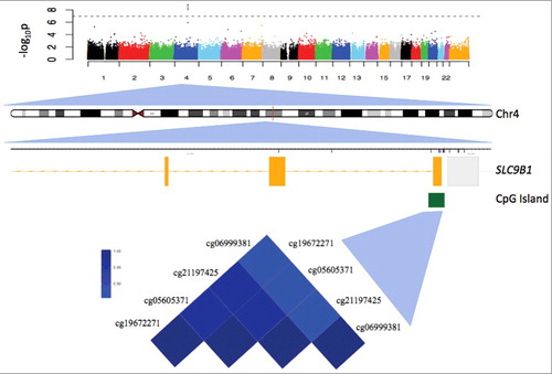 Figure 1. Manhattan plot showing the association of CpG sites across the genome. Each CpG site that passed quality control was assessed for associations with fetal intolerance of labor. Sites falling above the horizontal line indicate experiment-wide significance. The x-axis represents the chromosome number and the y-axis is the negative log of the P value, which is indicative of the significance level. The plot is further zoomed in to chromosome four, and the SLC9B1 gene. In the gene diagram, yellow boxes represent exons and the green box represents the location of the CpG island. The heatmap indicates the correlation between CpG sites.