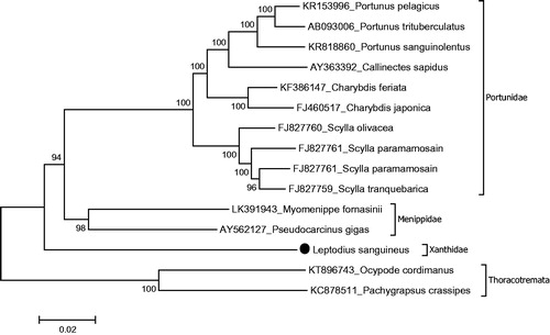 Figure 1. Phylogenetic relationships of L. sanguineus in the subsection Heterotremata due to amino acid sequences of all protein-coding genes. Purified libraries were profiled using the bioanalyzer (Agilent, CA, USA) and sequenced with the Illumina MiSeq platform to yield 300 bp paired end reads. Mitochondrial genes were assembled and annotated by MITObim software (Hull, UK) (Hahn et al. Citation2013) and MITOS web server (Leipzig, Germany) (Bernt et al. Citation2013) and the annotation of mitochondrial genome sequences was refined using Geneious software version 9.1.3 ((Geneious, Auckland, New Zealand), Kearse et al. Citation2012). The phylogeny of L. sanguineus was reconstructed with maximum-likelihood statistical method by Mega 7 software verwsion 7.0.14 (MEGA, PA, USA) (Kumar et al. Citation2016). mtREV with Freqs (+F) model used for amino acid substitution and bootstrap method replicated 1000 times for the statistical test of branches of phylogeny. Complete mitogenomes were retrieved from the GenBank to reconstruction of the phylogenetic tree of the Heterotomata. Two species belong to the subsection Thoracotremata chosen as outgroup.
