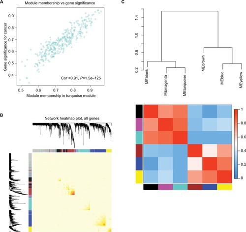 Figure 7 Select hub genes in hub modules.Notes: (A) A scatter plot of GS for epithelial ovarian cancer vs the MM in the turquoise module. Intramodular analysis of the genes found in the turquoise module, which contained genes that had a high correlation with epithelial ovarian cancer, with P<1.5e–125 and correlation =0.91. (B) A heatmap of all genes. The intensity of the red color indicated the strength of the correlation between pairs of modules on a linear scale. (C) Dendrogram of merged module eigengenes obtained by WGCNA. Heatmap plot of the adjacencies of modules. Red represented high adjacency (positive correlation) and blue represented low adjacency (negative correlation).Abbreviations: GS, gene significance; MM, module membership; WGCNA, Weighted Gene Expression Network Analysis.