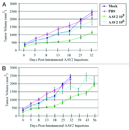 Figure 5. AAV2 infection reduced MDA-MB-435 tumor growth and increased survival in nude mice. (A) MDA-MB-435 cells (5 × 106) were implanted subcutaneously in the shoulder of mice. Tumor size was measured every other day. When xenografts reached volumes of ~300 mm3 (approximately 2 wk), the mice were randomly assigned to control and AAV2 treated groups (n = 5). Two sets of 5 mice each received a single AAV2 dosage of 105 and 106 infectious units per tumor administered via intratumoral injections. The respective dosage of AAV2 virus was diluted in 200 μL PBS and used for injecting multiple sites of the tumor. Control tumors either received intratumoral injections of 200 μL PBS or not manipulated (Mock). When the control tumors reached ~2400 mm3 (on day 32), the mock and PBS-treated mice were sacrificed due to their grossly restricted ability to move and to feed arising from the tumor burden. (B) The mice receiving intratumoral injections of AAV2 at both 105 and 106 dosages survived longer than the control mice and did not display similar restrictions in movements and feeding habits as the controls, and were eventually euthanized on day 56. Statistical analyses are expressed as means (SD).