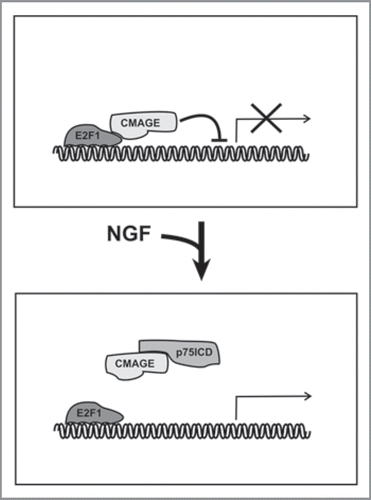 Figure 1 A hypothetical model for the mechanism used by NGF/p75NTR to trigger cell cycle re-entry, based on available data. Upper. E2F1 is inhibited by CMAGE in RGCs lacking Rb protein, thus maintaining their postmitotic state. Lower. The activation of p75NTR by NGF results in the presence of the intracellular domain of p75NTR (p75ICD) in the nucleus, which subsequently interacts with CMAGE and prevents its blocking effect on E2F1.Citation17