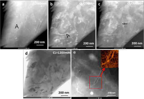 Figure 6. STEM-ADF images acquired from the same area as shown in Figure 5, in N=1/4 HPT processed sample. (a) HAADF image (CL = 80 mm) showing only Zn segregation on low angle boundaries. (b–d) LAADF images (CL = 200, 300 and 1200 mm) exhibiting varying contrast from individual fragmented grains clearly, which is not observed either in CTEM or HAADF images. Furthermore, the STEM-ADF acquired with large camera length of 1200 mm (d) resembles an annular bright field (ABF) image. (e) STEM-ADF image from another region in the sample. The EDS map of zinc from an area marked by a square is shown in the inset.