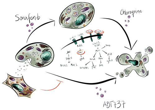 Figure 1. Multitargeted therapies for multiple myeloma. Treatment of MM cells with Sor leads to the inhibition of several tyrosine kinase signaling cascades. Development of resistance to Sor may be mediated by the induction of autophagy or by the uptake of fibroblast-derived secreted factors. Co-treatment of MM cells with either the autophagy inhibitor chloroquine or the BCL-2 antagonist ABT737 may revert the resistance and improve the efficacy of Sor.