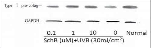 Figure 9. Effect of Schizandrin B on Type I pro-collage expression in FB Cells after UVB-irradiation. Normal: Cells were treated with 0.1% DMSO.