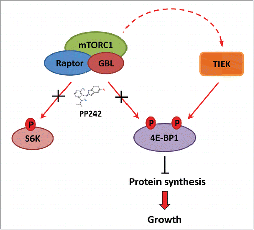 Figure 1. mTOR-independent 4E-BP1 phosphorylation is associated with colorectal cancer (CRC) resistance to mTOR kinase inhibitors (mTKIs). TIEK: TOR- independent 4E-BP1 kinase.
