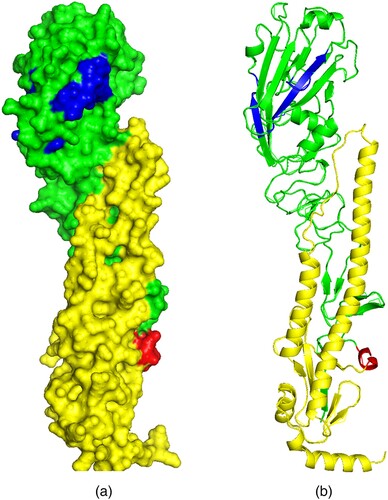 Figure 3. Schematics showing predicted 3D models of the Kz52 HA Ribbon (right) and surface (left) formats generated using Phyre2 software. The images show the HA1 and HA2 subunits (green and yellow respectively), the cleavage site (red), and receptor-binding sites (blue).