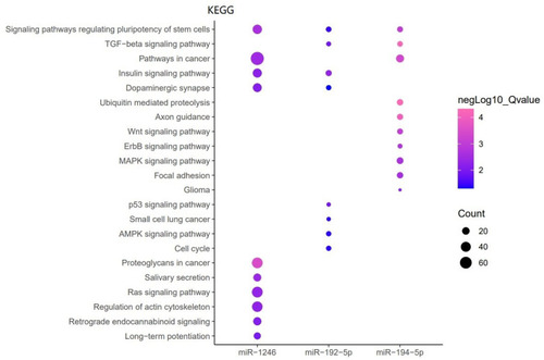 Figure 9 The top ten pathways of the three miRNAs enriched by KEGG.