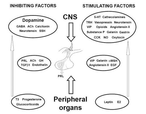 Figure 1 Major agents regulating prolactin secretion.