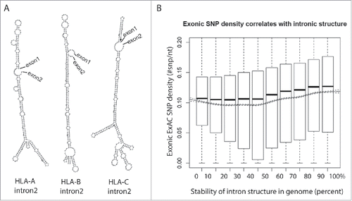 Figure 2. Highly polymorphic exons are flanked by structured introns. (A) Structures of intron 2 of the HLA family genes are predicted using an RNA structure prediction program, RNAfold.68 (B) Introns are ranked in decile by their folding energy calculated by RNAfold. SNP density of their flanking exons is calculated using all SNPs from the Exome Aggregation Consortium (ExAC) data and presented by boxplot for each bin. Trend of means (solid line) is depicted with 95% confidence interval (dashed lines). The significance of the positive correlation is determined by trend test, P value < 2 × 10−16.