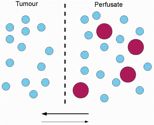 Figure 1. Schematic presentation of permeation process in IPEC. The drug (big circles) will move from the perfusate to the tumour, passing cell membranes (dotted line), due to the concentration difference (bold arrow). High pressure in the tumour decreases the rate of penetration, due to the lower pressure gradient between perfusate and tumour, as compared to normal tissue.