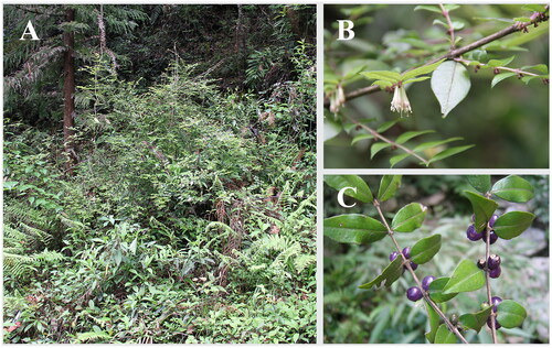 Figure 1. Pictures of L. ligustrina taken at Baiguoba, Enshi, Hubei province, China. A. natural habitat; B. flowering branches; C. fruit branches and leaves.