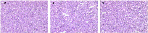 Figure 1. Liver sections of one-day-old goslings hatched following infection with ALV-J at the 10-day-old embryo stage. Embryos were infected with (nc) PBS, (a) 104 TCID50 of ALV-J, or (b) 105 TCID50 of ALV-J. All tissues were stained with haematoxylin and eosin. Scale bar = 50 μm. Magnification, ×200.
