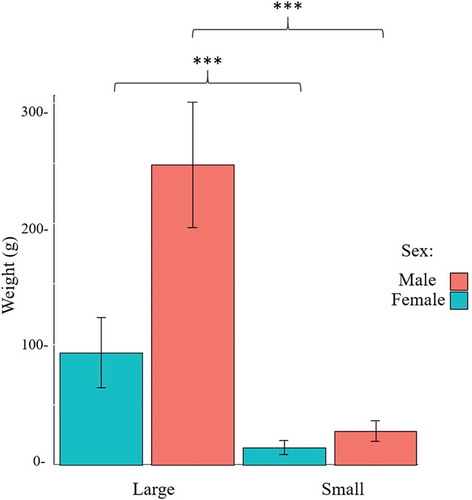 Figure 1. Average weight of Nile tilapia, according to sex and weight (n = 6). Large females were statistically heavier than small females (t-test, p-value <0.001) and lighter than large males (t-test, p-value <0.001), while small males were statistically lighter than large males (t-test, p-value <0.001) and heavier than small females (t-test, p-value <0.001).