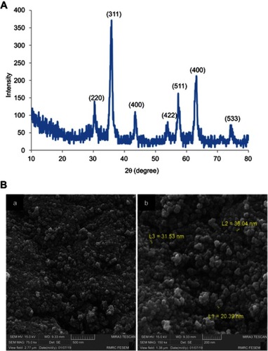 Figure 1 (A) X-ray diffraction of quercetin-loaded magnetic nanoparticles; (B) field-emission scanning electron microscop of quercetin-loaded MNPs at two magnifications. Abbreviation: MNPs, magnetic nanoparticles.