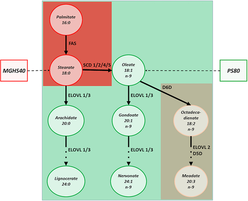 Figure 1 The impact of MGHS40 and PS80 on the molecular pathways of fatty acids desaturation and desaturase enzymes. Red color indicates the pathways associated with macrophages stimulation, mostly by SCD1 activation. MGHS40 directly translates into stearate content that undergo desaturation by SCD1. Green color shall be identified with the molecular pathways of fatty acids desaturation that do not induce macrophages saturation. PS80, as a oleate derivative can be processed in cells by the ELOVL-family enzymes that do not affect macrophages turnover and by D6D that has only minimal impact on macrophages (brown color).