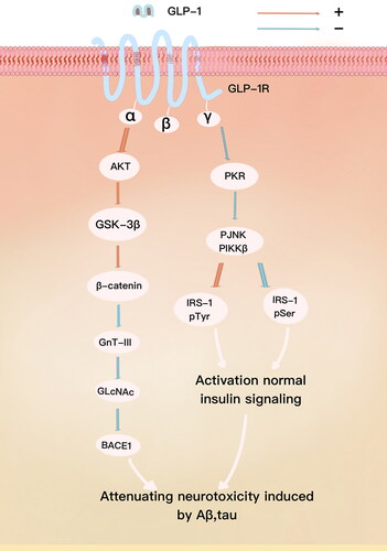 Figure 2. Aβ deposition and tau hyperphosphorylation are the main pathophysiological changes of AD. BACE1 can catalyze the APP cleavage at β-site, which induces the production of Aβ. GlcNAc can inhibit the degradation of BACE1 by lysosome and GlcNAc is the enzymatic product of GnT-Ш (a glycosyltransferase), furthermore, the level of GnT-Ш is increased in AD patients. However, GLP-1/GLP-1R axis can improve AD via activating AKt/GSK-3β/β-catenin pathway, which can inhibit GnT-Ш/GlcNAc/BACE1 cascades. Defective brain insulin signaling, such as elevated levels of serine phosphorylation of insulin receptor substrate -1 (IRS-1pSer), has been proven to contribute to the cognitive disability in patients with AD. Double-stranded RNA-dependent protein kinase (PKR) and IκB kinase (IKK) are two stress-sensitive kinases that mediate serine phosphorylation of IRS-1.GLP-1R activation can sustain normal insulin signaling through reversing the increased IRS-1pSer and the decreased IRS-1pTyr by attenuating the elevated pJNK, PKR, pIKKβ induced by Aβ oligomers.