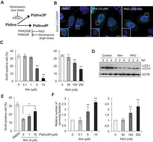 Figure 3. PtdIns4P is important for autophagy during GAS infection. (a) Schematic representation of pathways for PtdIns3P and PtdIns4P synthesis and drugs targeting enzymes involved in these pathways. (b) HeLa cells expressing EmGFP-LC3 were treated with wortmannin (Wm) or PAO, and infected with GAS for 4 h. Bars: 10 μm. (c) HeLa cells expressing EmGFP-LC3 were treated with Wm or PAO at the indicated concentrations, and infected with GAS for 4 h. The percentages of GcAV-positive cells were quantified. (d) HeLa cells were treated with Wm (5 μM) or PAO (200 nM), and infected with GAS. Cells were analyzed by immunoblotting. (e) HeLa cells expressing EmGFP-LC3 were incubated with Wm (5 μM) and loaded with exogenous PtdIns4P, and infected with GAS for 4 h. The percentages of GcAV-positive cells were quantified. (f) HeLa cells treated with Wm or PAO at the indicated concentrations were infected with GAS for 2 and 6 h. The number of invading and surviving bacteria was measured in the GAS viability assay. Data in (c), (e), and (f) are the mean ± SD of 3 independent experiments. hpi, hours post infection.