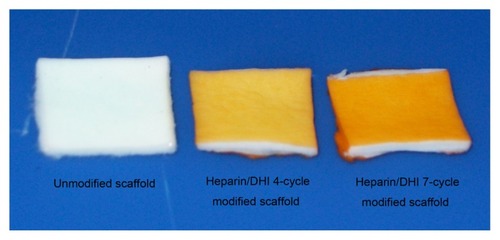 Figure 2 Gross appearance of decellularized BJV scaffold sheets modified or not modified by four and seven cycles of heparin/DHI, respectively.Abbreviations: BJV, bovine jugular vein; DHI, dihydroxy-iron.