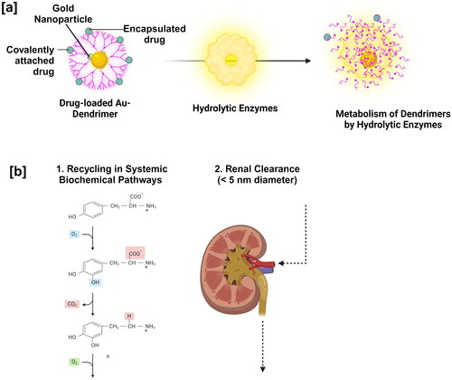 Figure 4. [a] Biodegradation and [b] Clearance properties of a dendrimer.