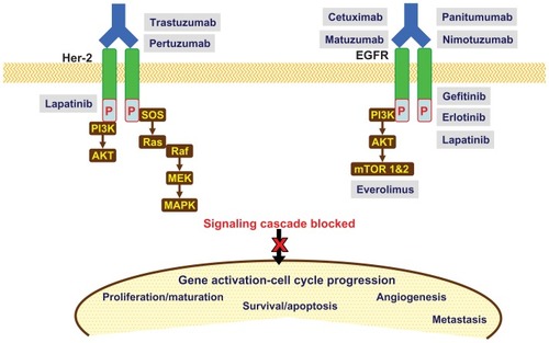 Figure 2 Molecular targets and relevant drugs (anti-EGFR/Her-2) in advanced gastric cancer.