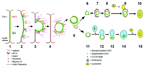 Figure 8. Schematic representation of the proposed steps that lead to GJ internalization (1–3), AGJ vesicle formation and fragmentation (4 and 5), and AGJ vesicle degradation by phago-/lysosomal (6–10) and endo-/lysosomal (11–15) pathways based on the present and previous work by others and us (see text for details).