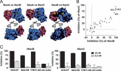 Figure 2. Discovery of cross-reactive α-NanBC mAbs. (A) Conservation among NanA, NanB and NanC. NanA structure as depicted in Figure 1, with residues identical in NanB (left panel) and NanC (4YC4 [Citation27], middle panel) marked in black, and NanB (PDB 2VW1 [Citation25], right panel, colors as for NanA) with residues identical in NanC marked in black. (B) Mouse hybridoma mixed clone supernatants tested for neutralization of recombinant NanB and NanC (2 nM each) in a fluorometric screening assay. One representative experiment is shown. (C) Three human-mouse chimeric mAbs expressed in CHO cells, tested at the indicated concentrations for inhibition of NanB and NanC in two independent experiments shown as mean with standard deviation.