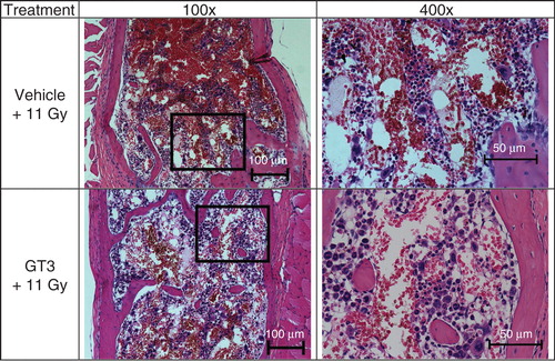 Figure 4. The effect of GT3 administration on sternal cellularity and megakaryocytes in irradiated mice is shown. GT3 was administered 24 h before irradiation. Mice were harvested 24 h post-irradiation for sterna. After fixation and processing, sternal bone marrow was stained (hematoxylin and eosin staining) to assess cellularity and megakaryocytes. Representative areas are shown above (100×, and an enlarged section of each photomicrograph at 400× magnification). GT3-treated sample has better cellularity compared with vehicle control.